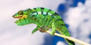 Colorful chameleon perched on a stick against a cloudy sky.