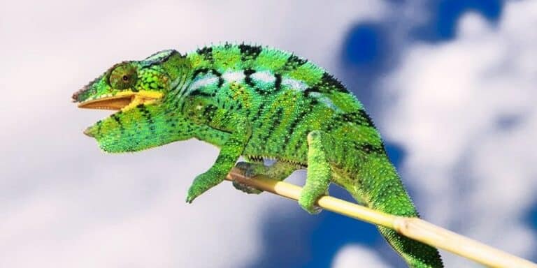 Colorful chameleon perched on a stick against a cloudy sky.